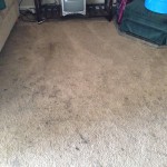 Campbell-Dirty-Carpet