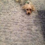 Campbell-Dog-carpet-clean