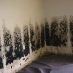 Mold-Removal-Campbell
